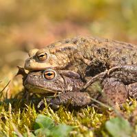 Common Toads Mating 2 